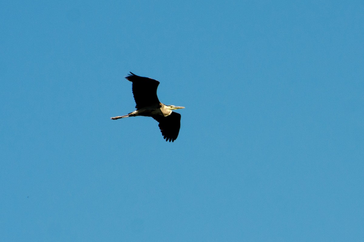 Great Blue Heron - ML353549901