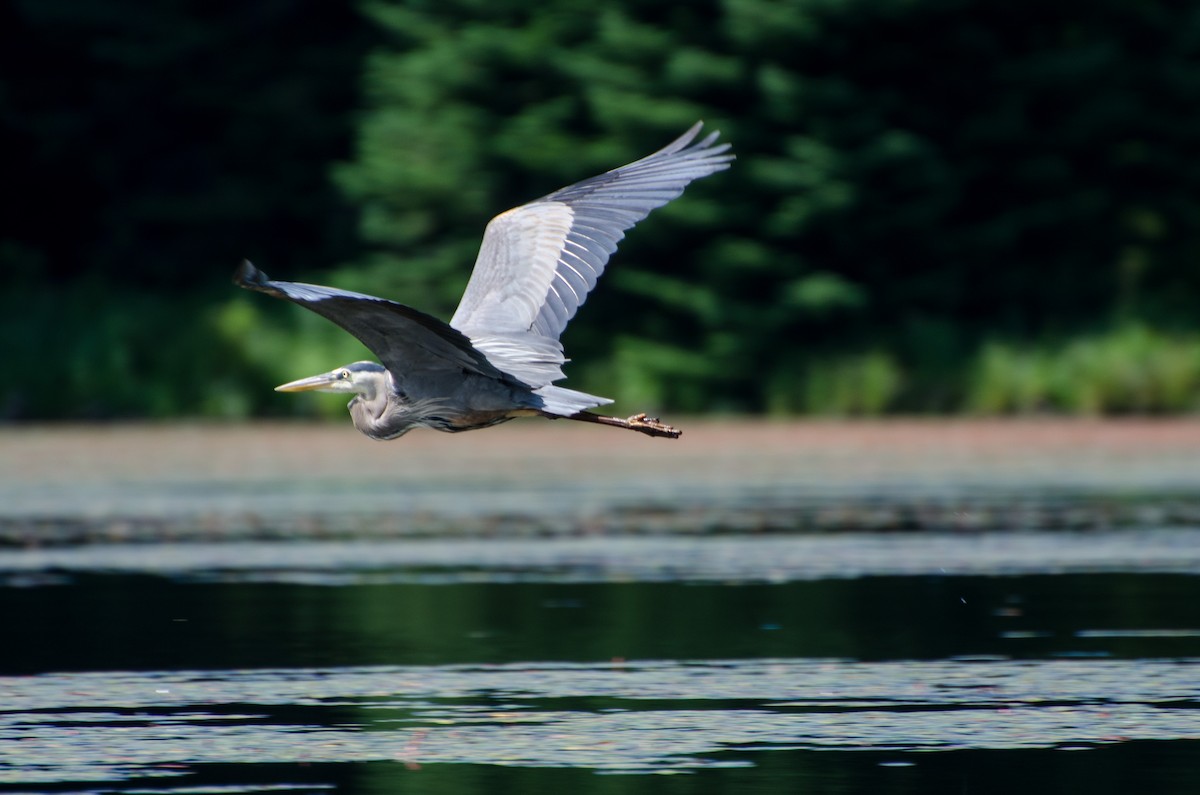 Great Blue Heron - ML353549941