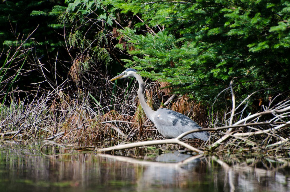 Great Blue Heron - ML353549951