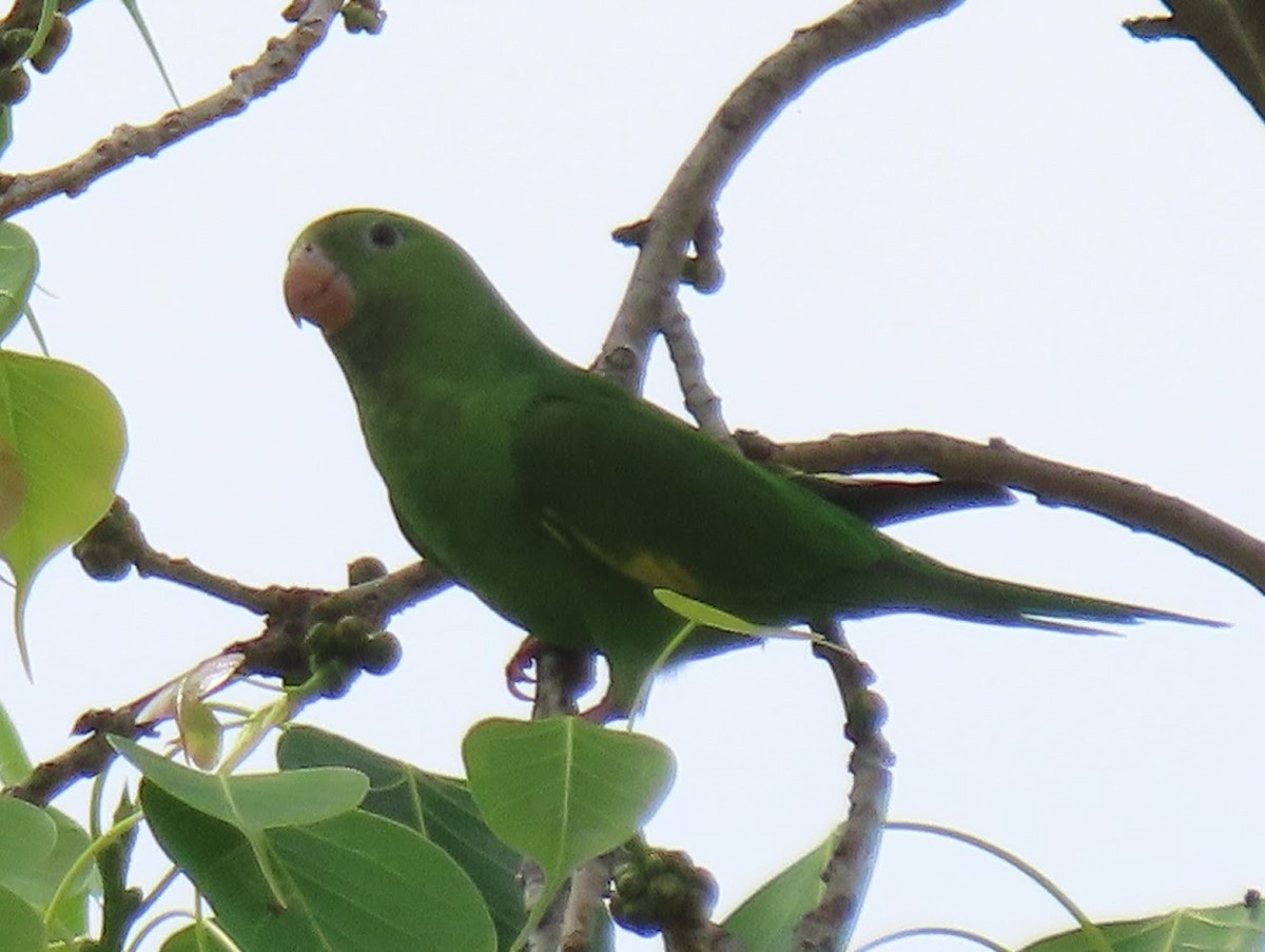 Yellow-chevroned Parakeet - ML353550701