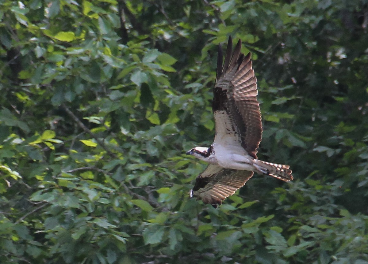 Osprey - ML353551151