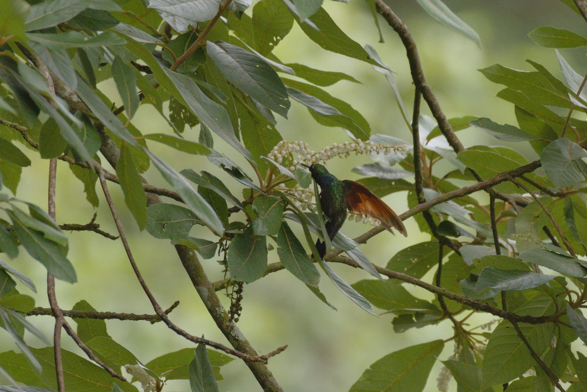 Garnet-throated Hummingbird - Alberto Lobato (El Chivizcoyo)