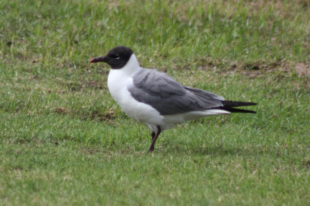 Laughing Gull - ML353553171