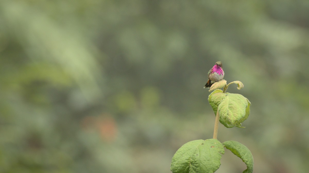 Bumblebee Hummingbird - Alberto Lobato (El Chivizcoyo)