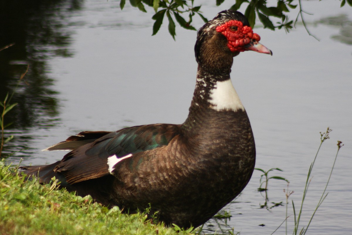 Muscovy Duck (Domestic type) - ML353553391