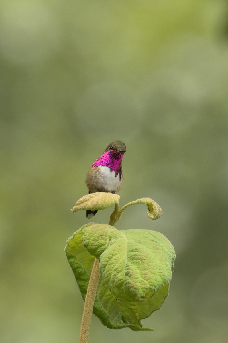 Bumblebee Hummingbird - Alberto Lobato (El Chivizcoyo)