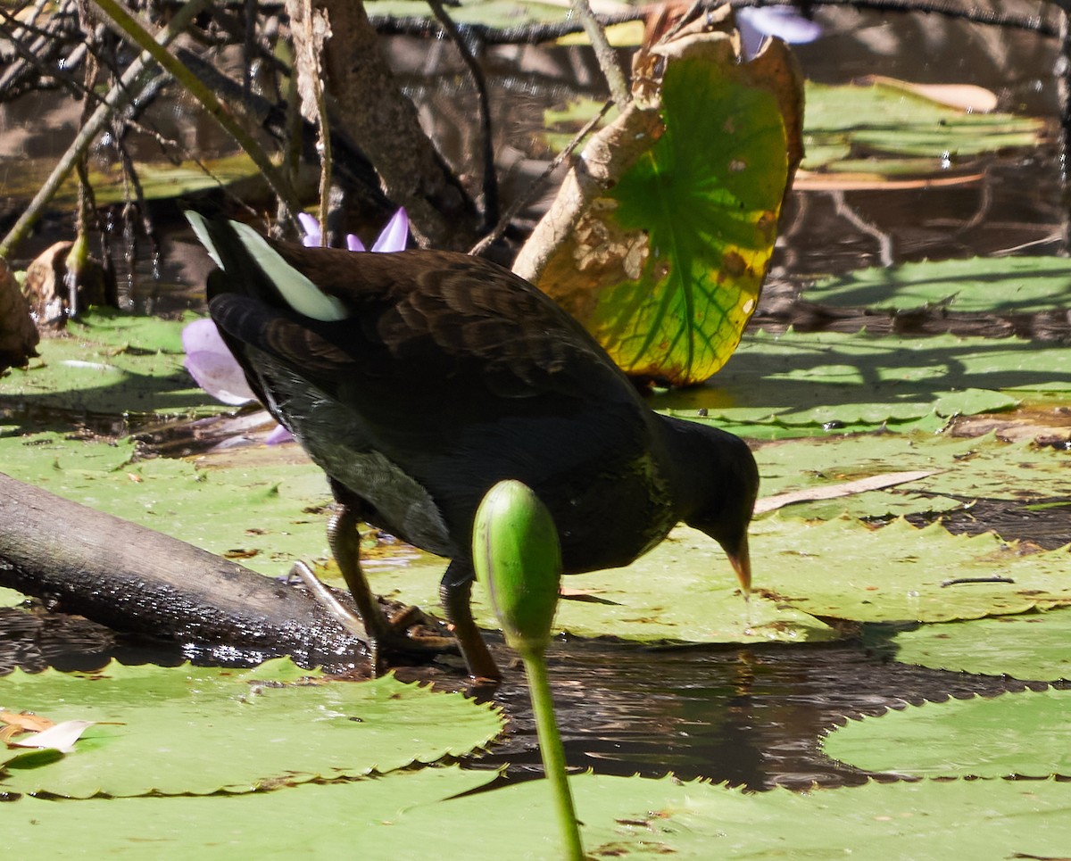 Dusky Moorhen - ML353555081