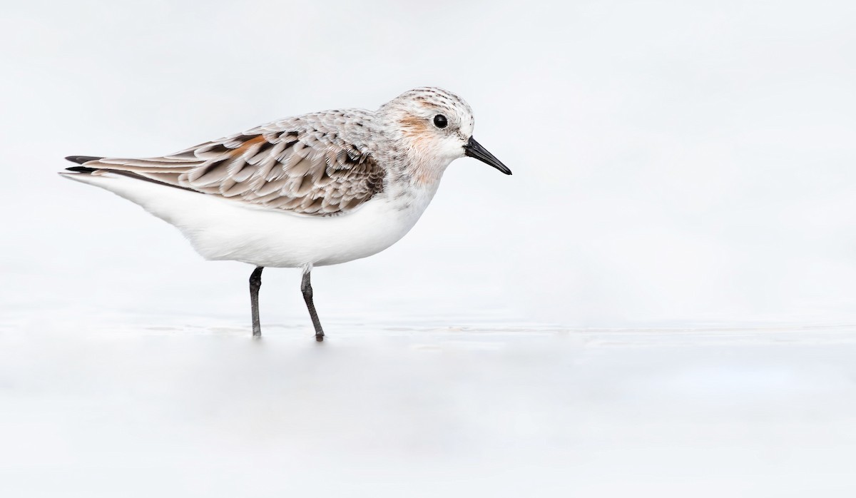 Red-necked Stint - Zebedee Muller