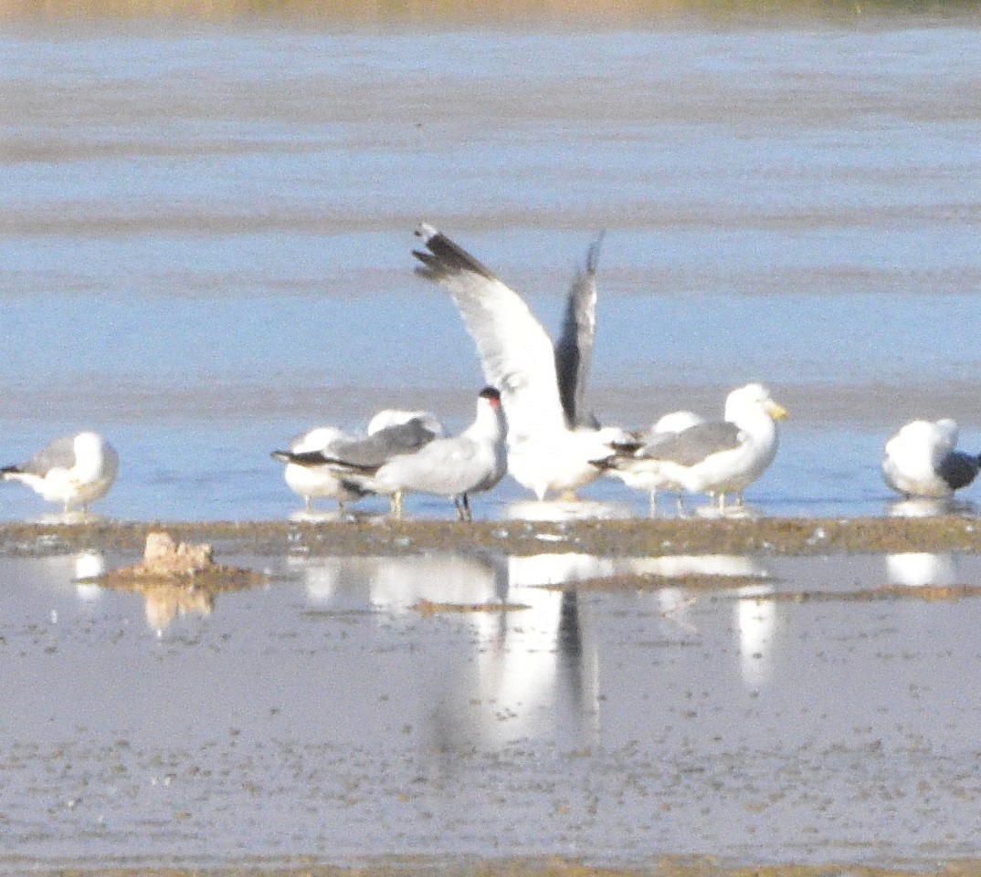 Caspian Tern - ML353557831