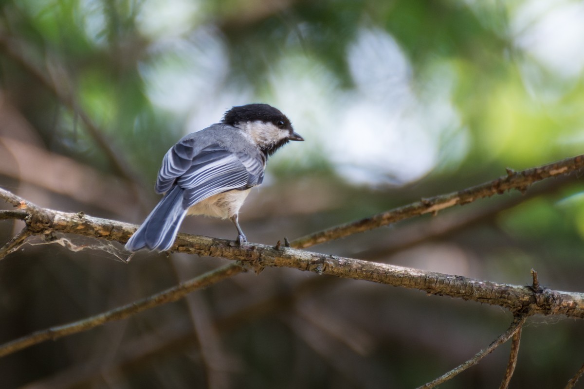 Mésange à tête noire - ML353560791