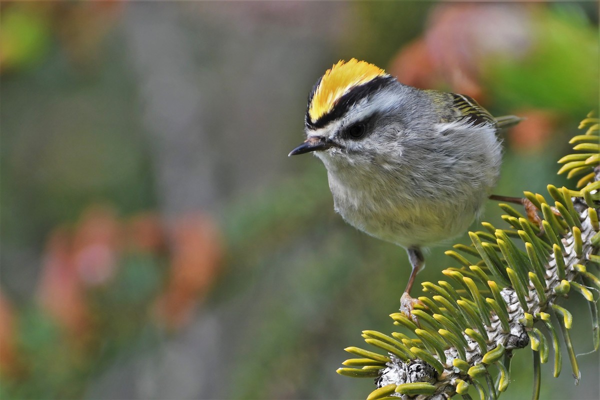 Golden-crowned Kinglet - ML353561171