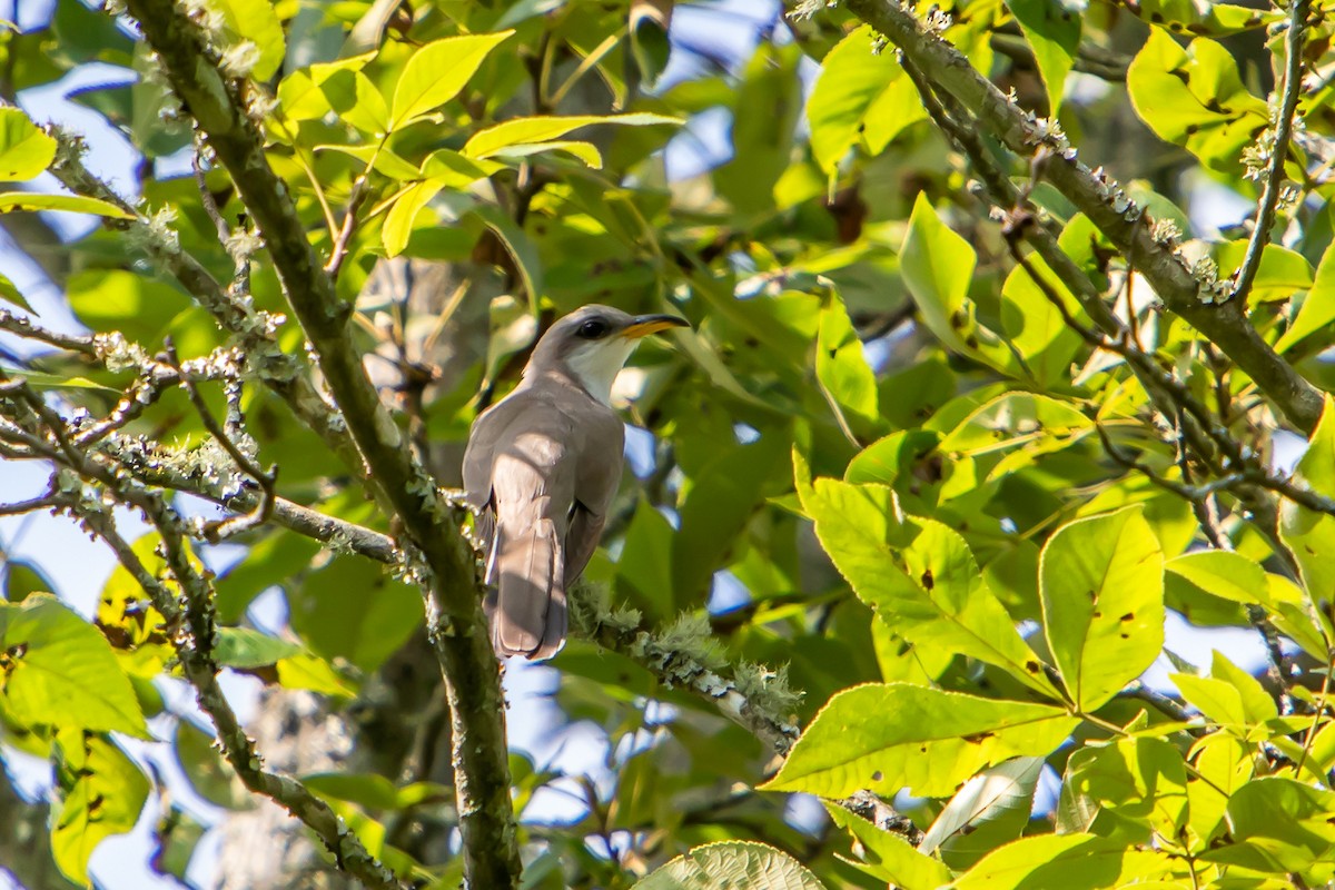 Yellow-billed Cuckoo - ML353561341
