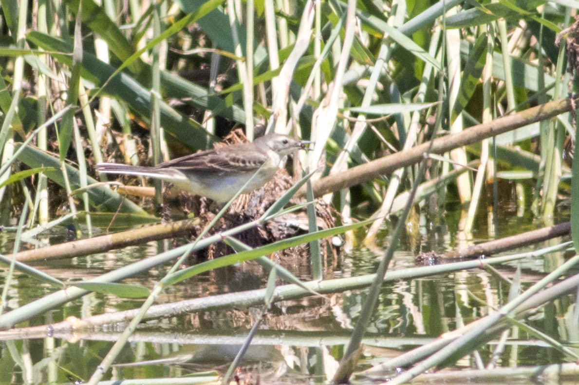 Western Yellow Wagtail - ML353561471