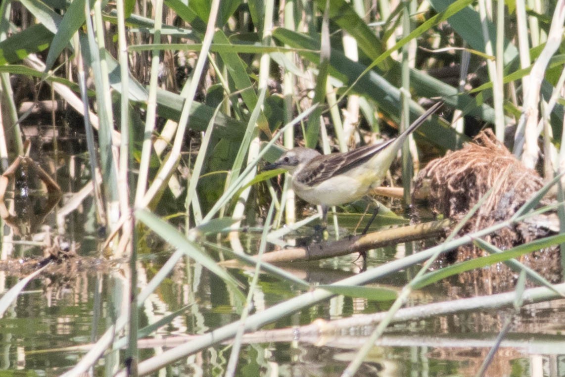 Western Yellow Wagtail - ML353561491