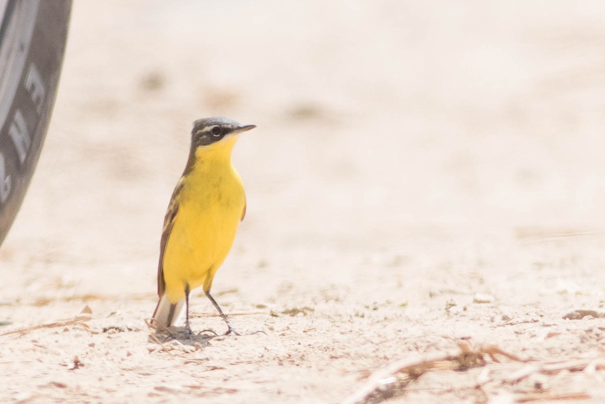 Western Yellow Wagtail - ML353561511