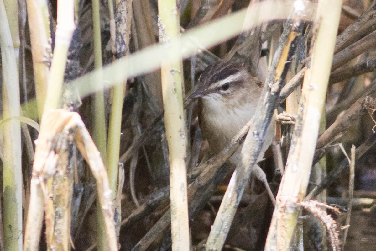 Sedge Warbler - ML353561521