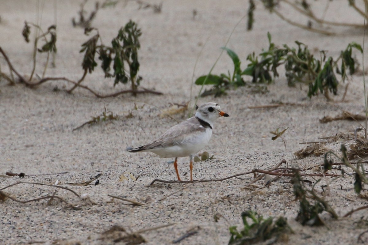 Piping Plover - Matthew Eisenson