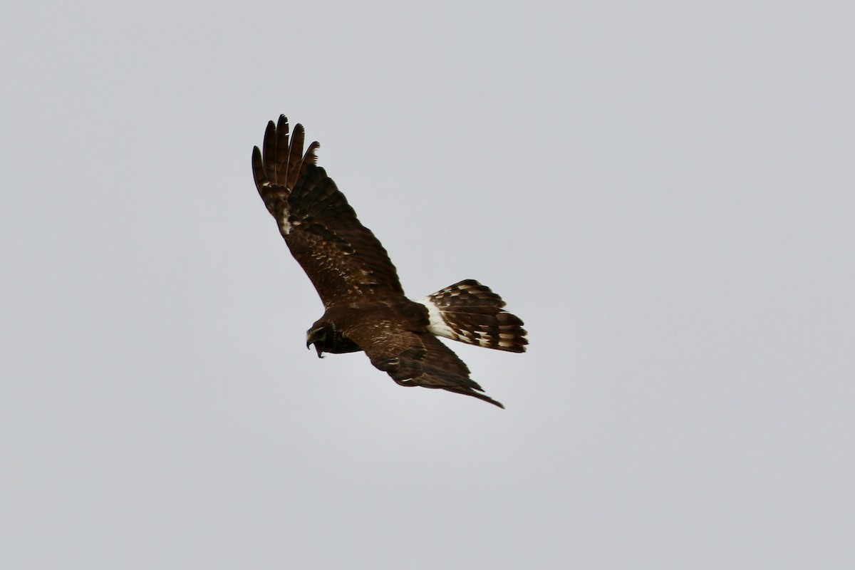 Northern Harrier - Matthew Eisenson