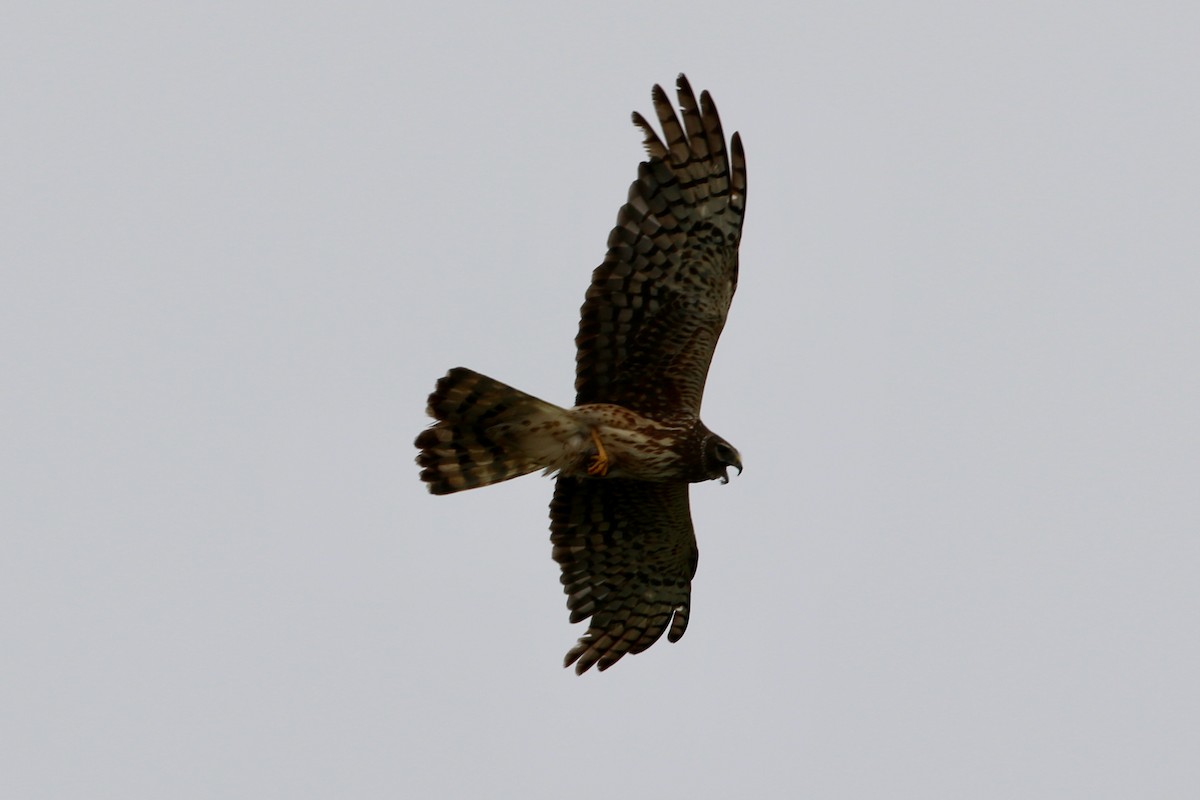 Northern Harrier - Matthew Eisenson