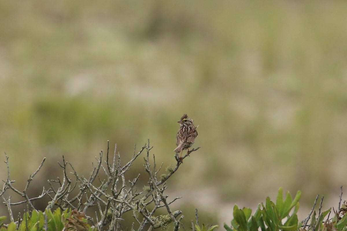 Savannah Sparrow - ML353563651