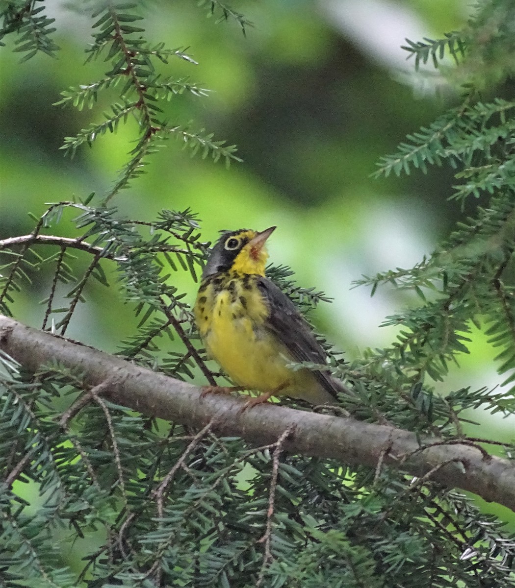 Canada Warbler - Su Snyder