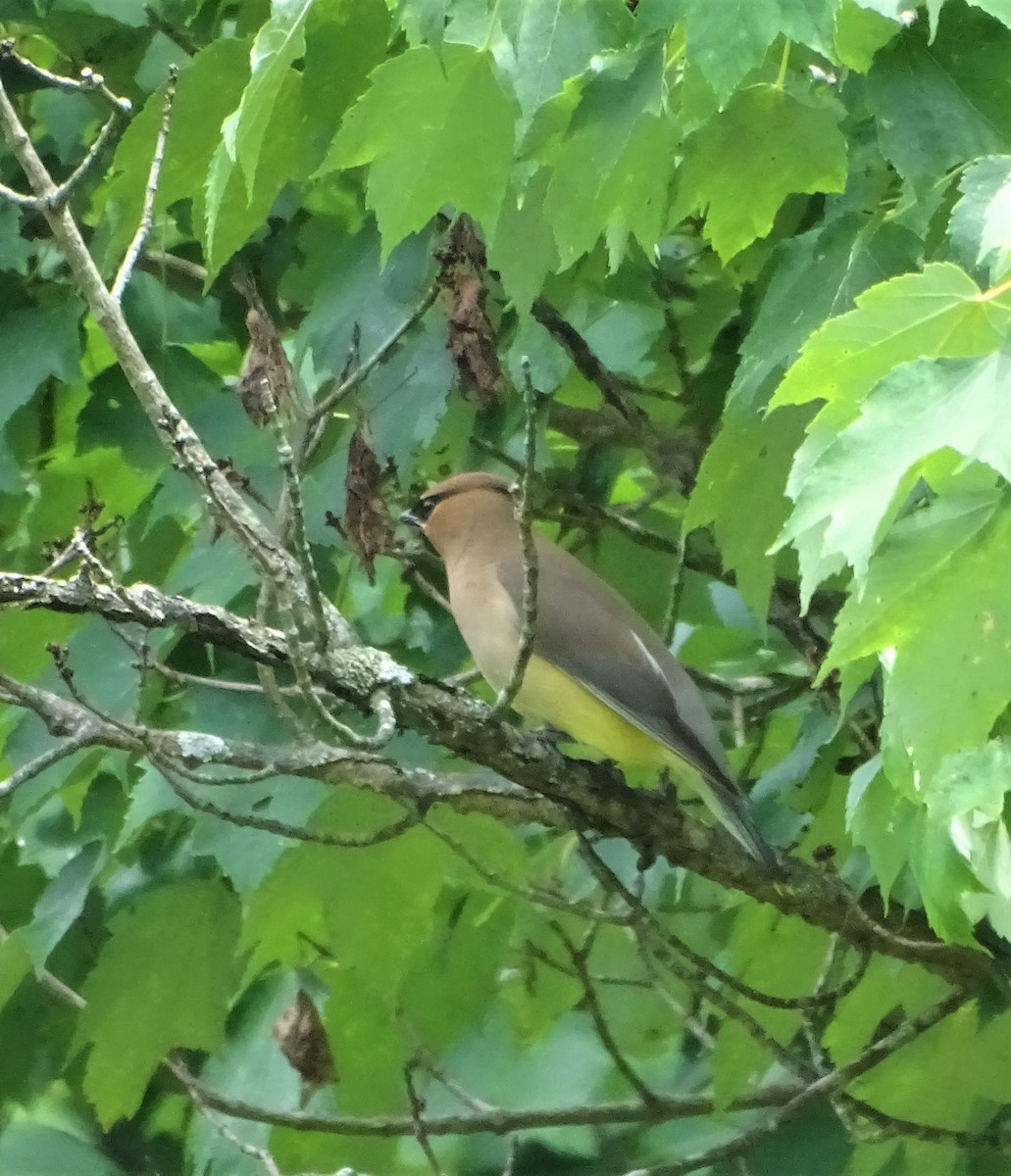 Cedar Waxwing - ML353563761