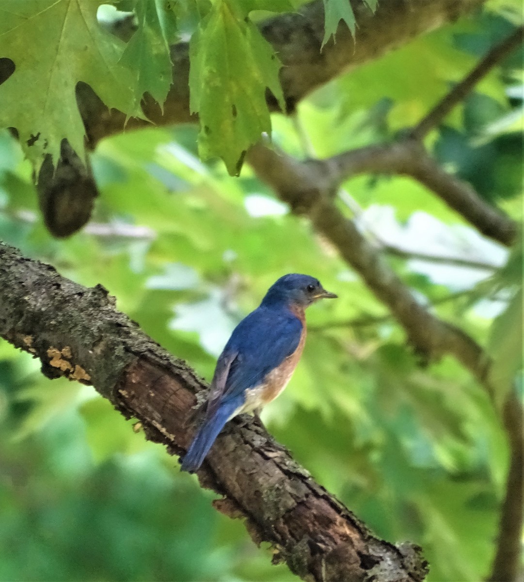 Eastern Bluebird - ML353563821