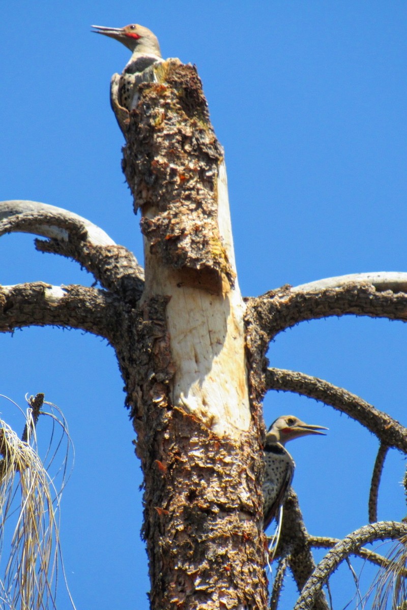 Northern Flicker - ML353565881