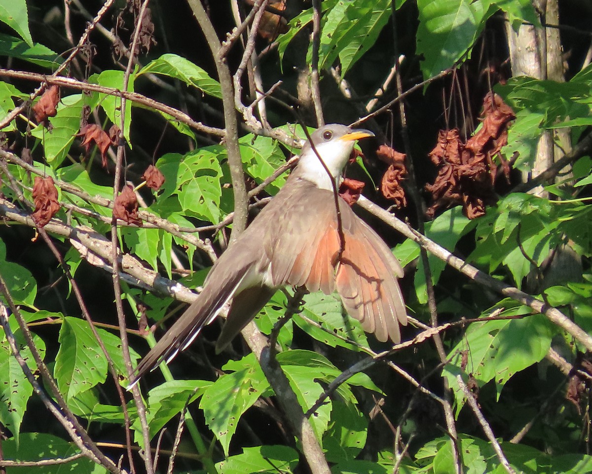 Yellow-billed Cuckoo - ML353565951