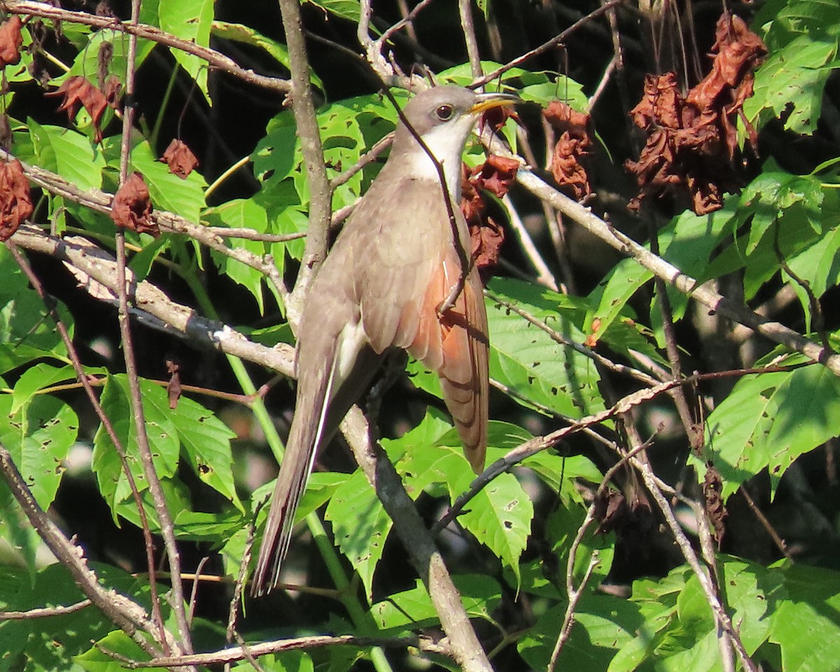 Yellow-billed Cuckoo - ML353565981