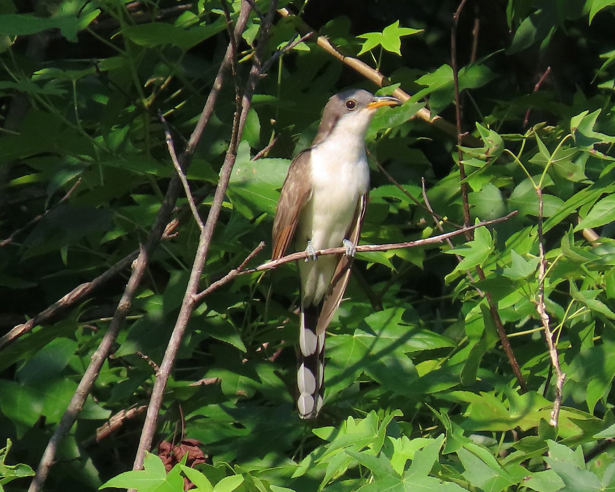 Yellow-billed Cuckoo - ML353565991