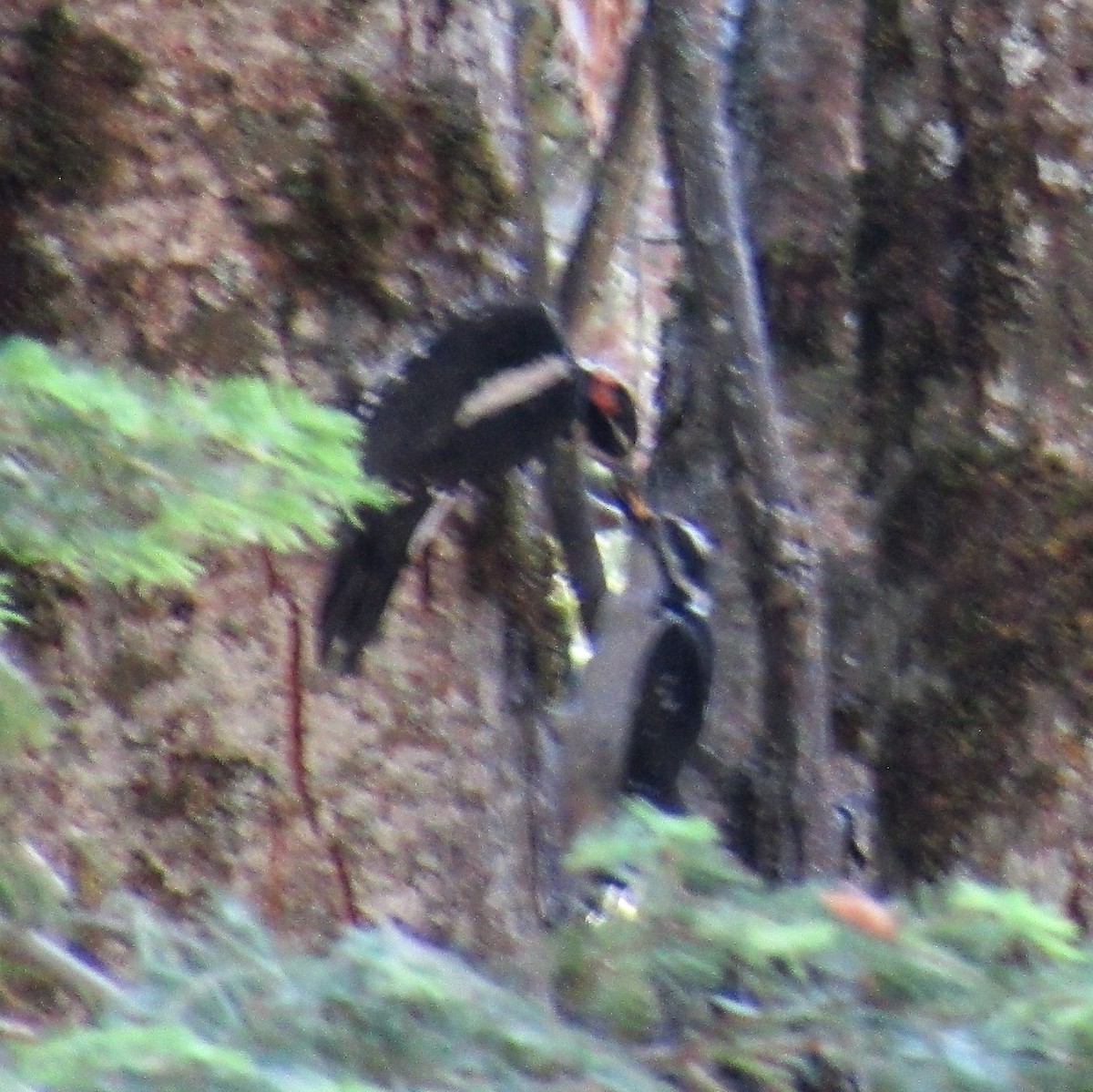 Hairy Woodpecker - ML353566071