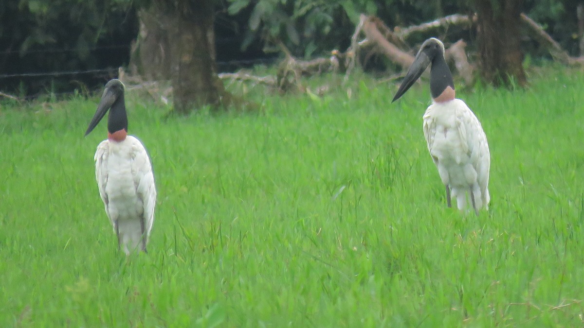 Jabiru - Rogers "Caribbean Naturalist" Morales