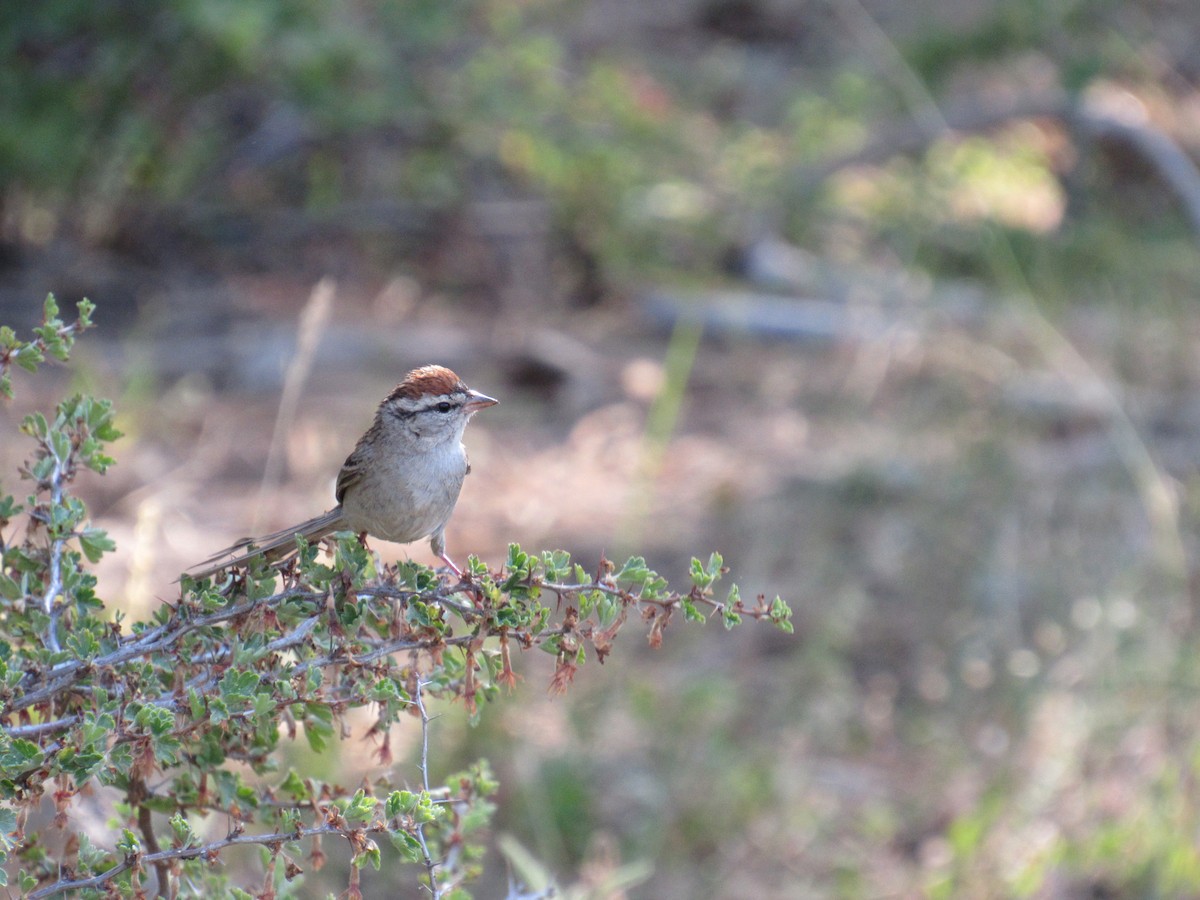Chipping Sparrow - ML353566421