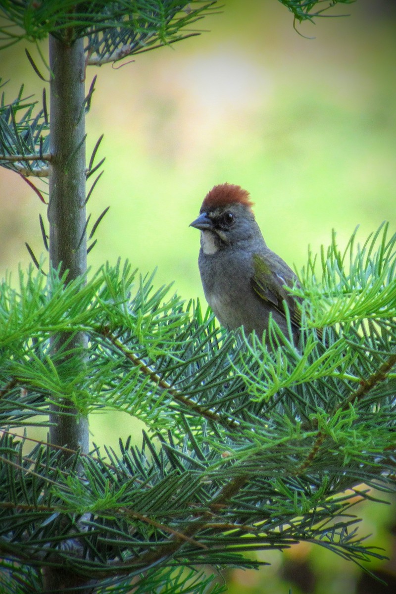 Green-tailed Towhee - ML353566511