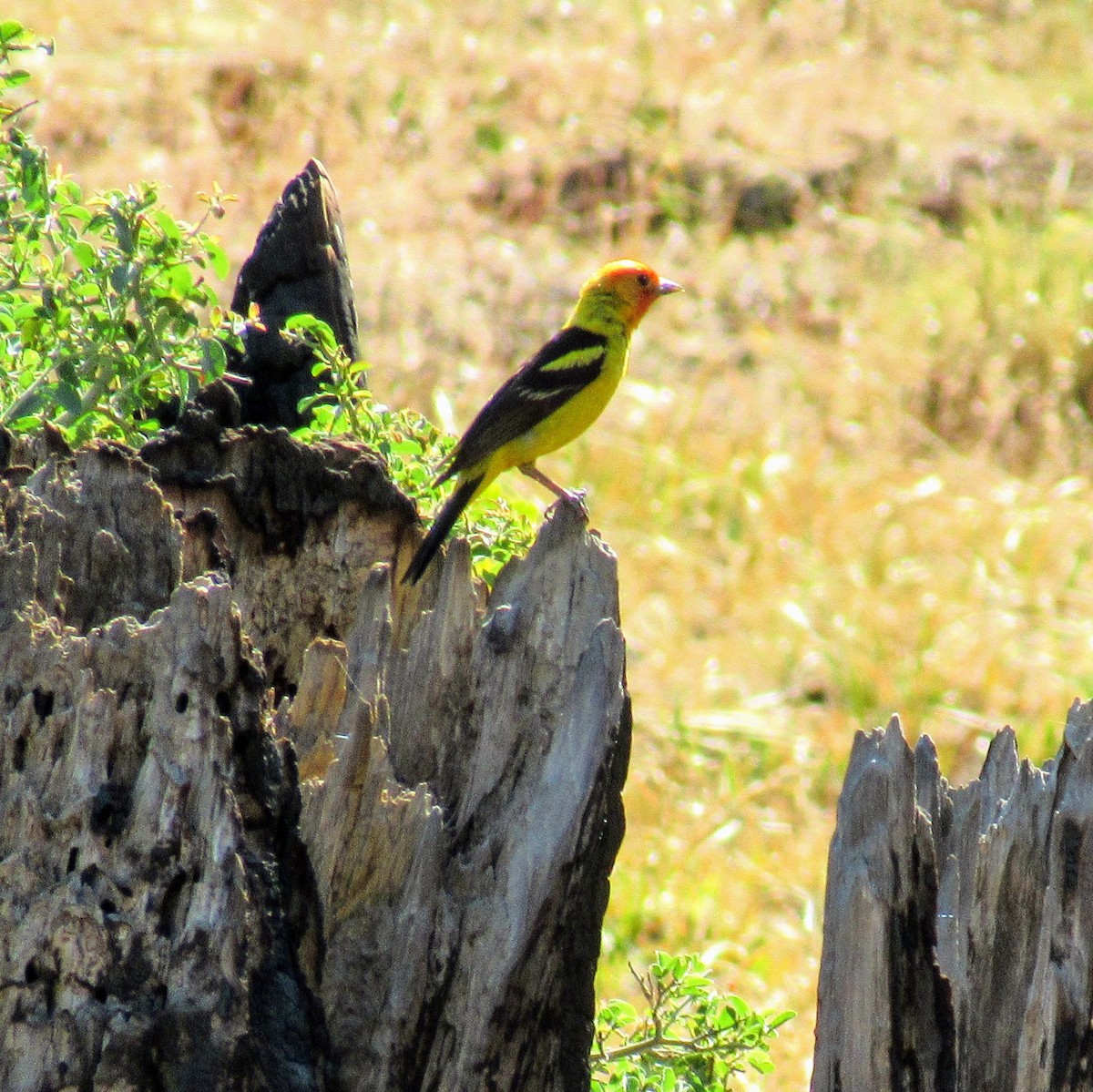 Western Tanager - ML353566601