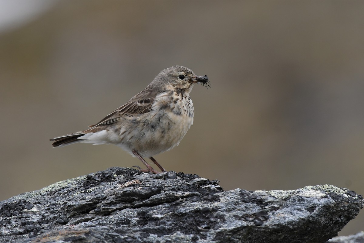 Pipit d'Amérique - ML353567091