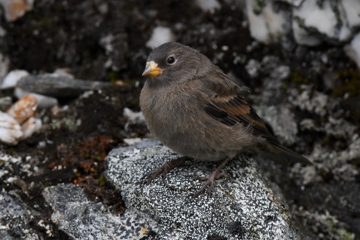 Gray-crowned Rosy-Finch - ML353567811