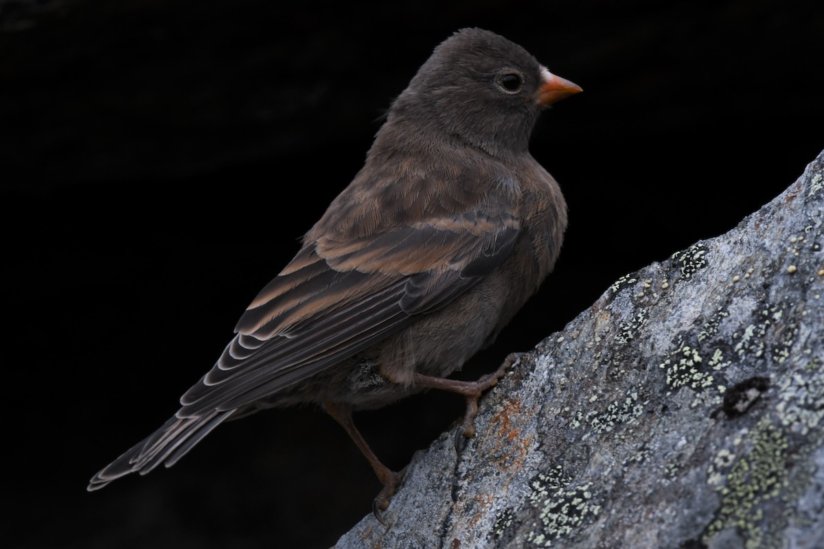 Gray-crowned Rosy-Finch - ML353567851