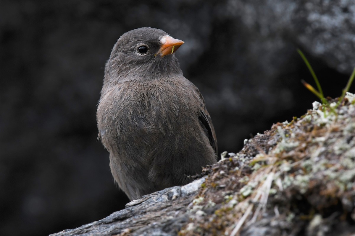 Gray-crowned Rosy-Finch - ML353567861