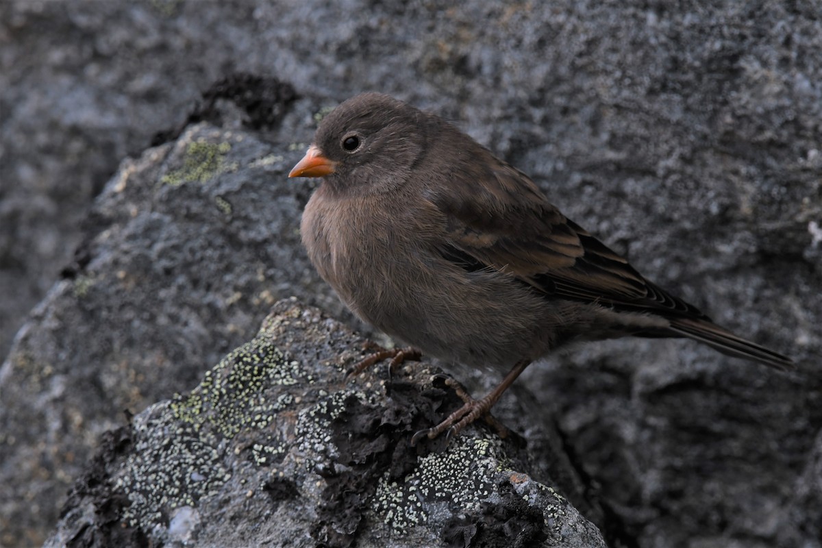 Gray-crowned Rosy-Finch - ML353567921