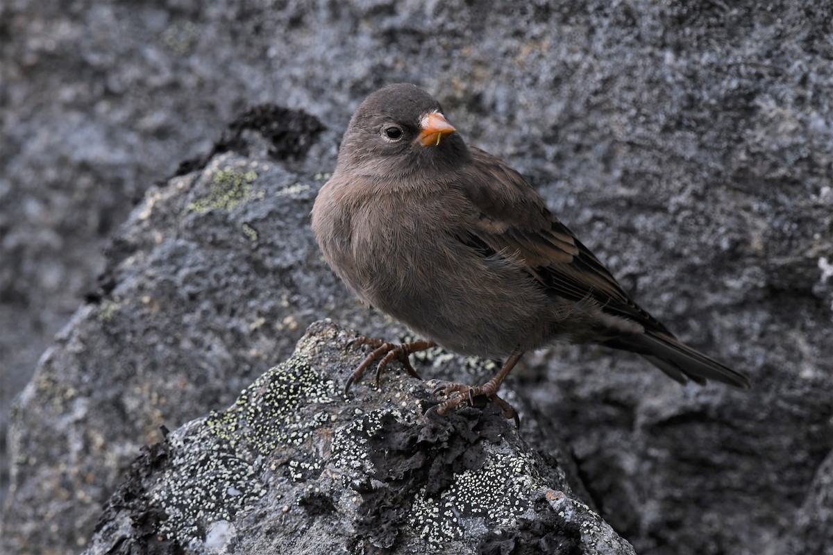 Gray-crowned Rosy-Finch - ML353567971