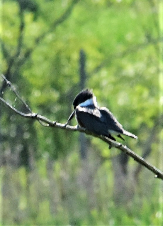 Belted Kingfisher - mike shaw