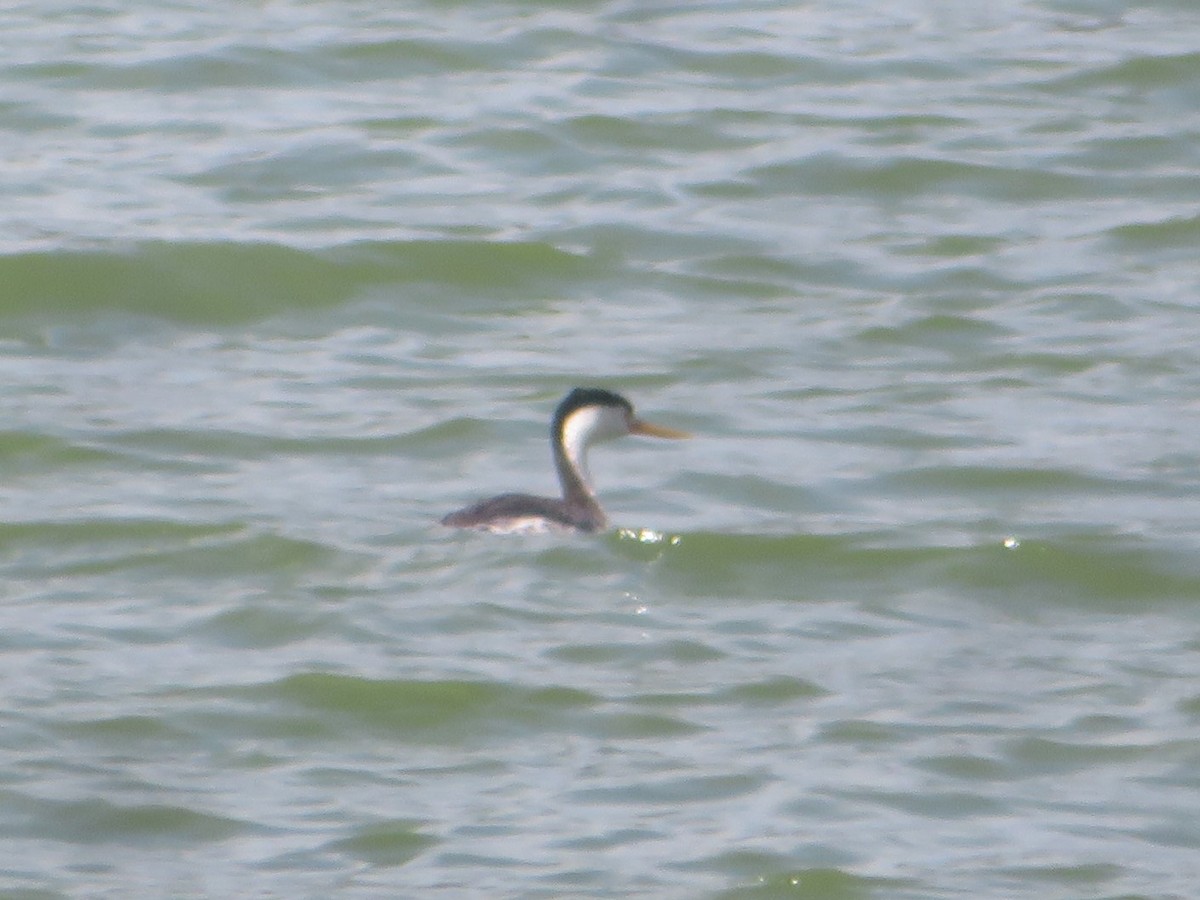 Clark's Grebe - ML353569571