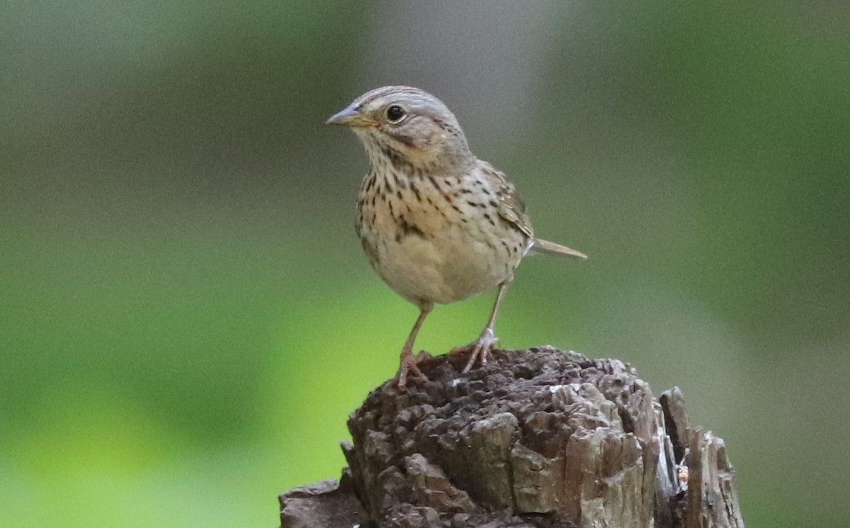 Lincoln's Sparrow - ML353570551