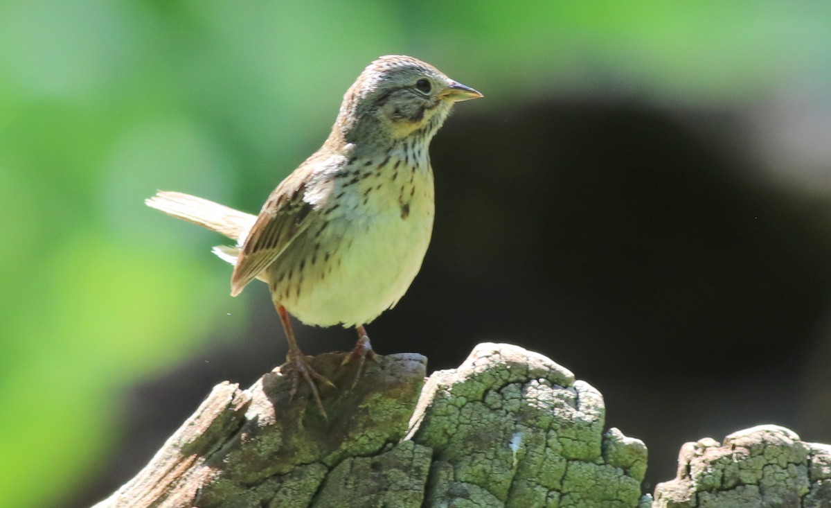 Lincoln's Sparrow - ML353570581