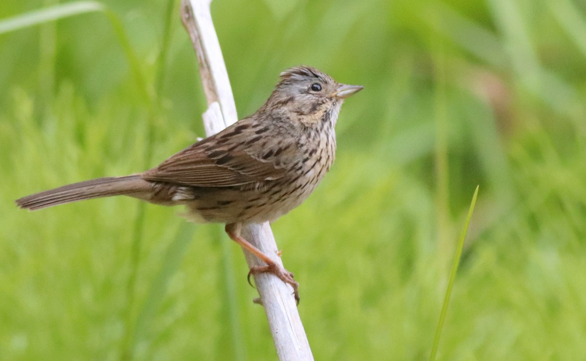 Lincoln's Sparrow - Gary Leavens