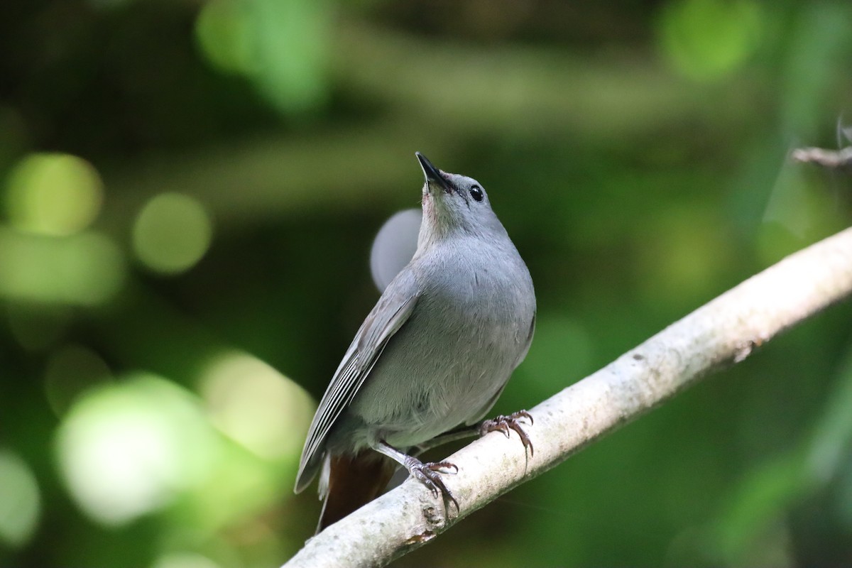 Gray Catbird - ML353573161
