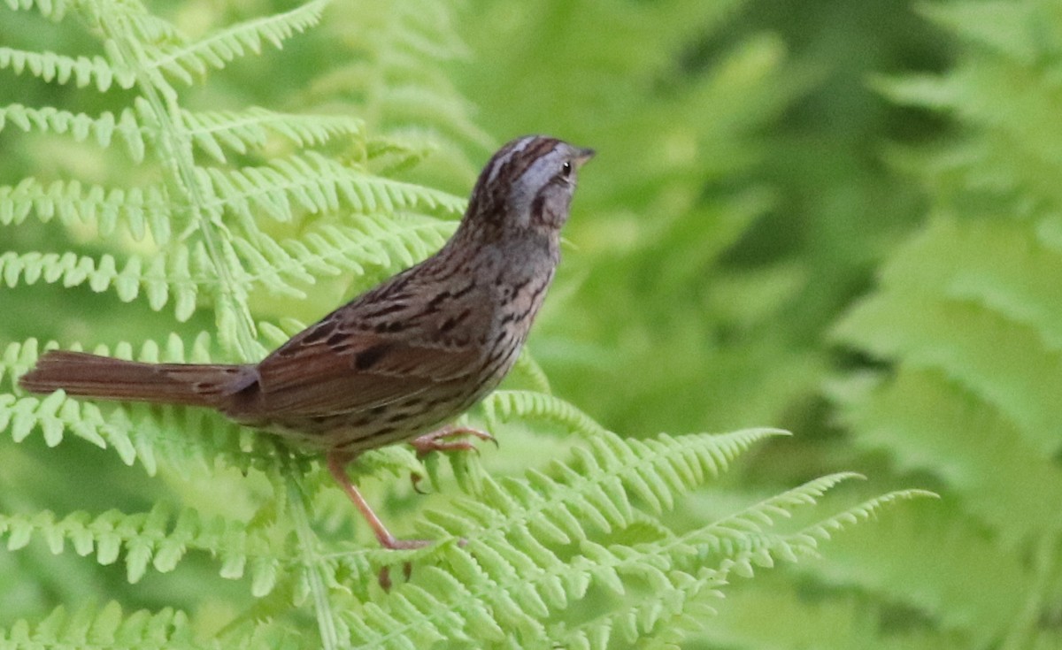 Lincoln's Sparrow - ML353574511