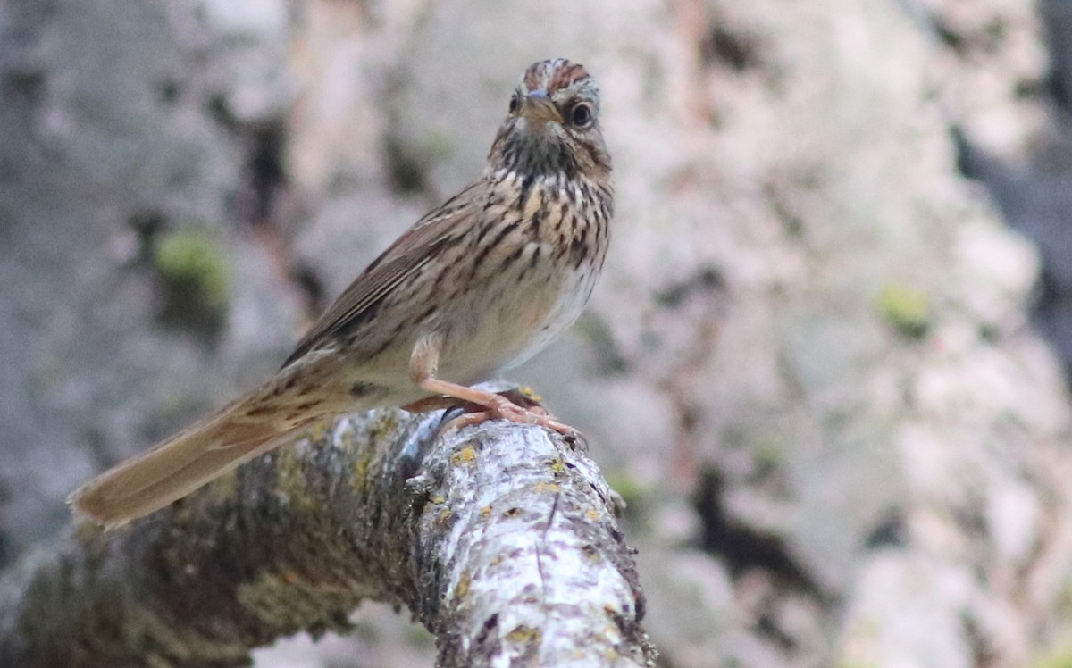 Lincoln's Sparrow - ML353574701